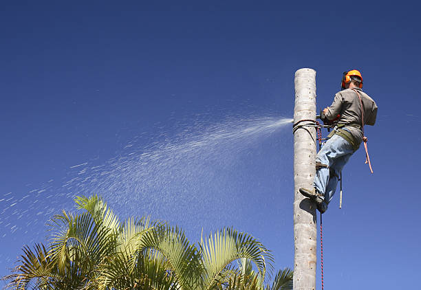 Reliable Brawley, CA Tree Services Solutions